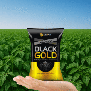 Black Gold