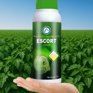 Escort